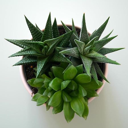Botanic Garden Studio Cosy, Parking, Metro 툴루즈 외부 사진